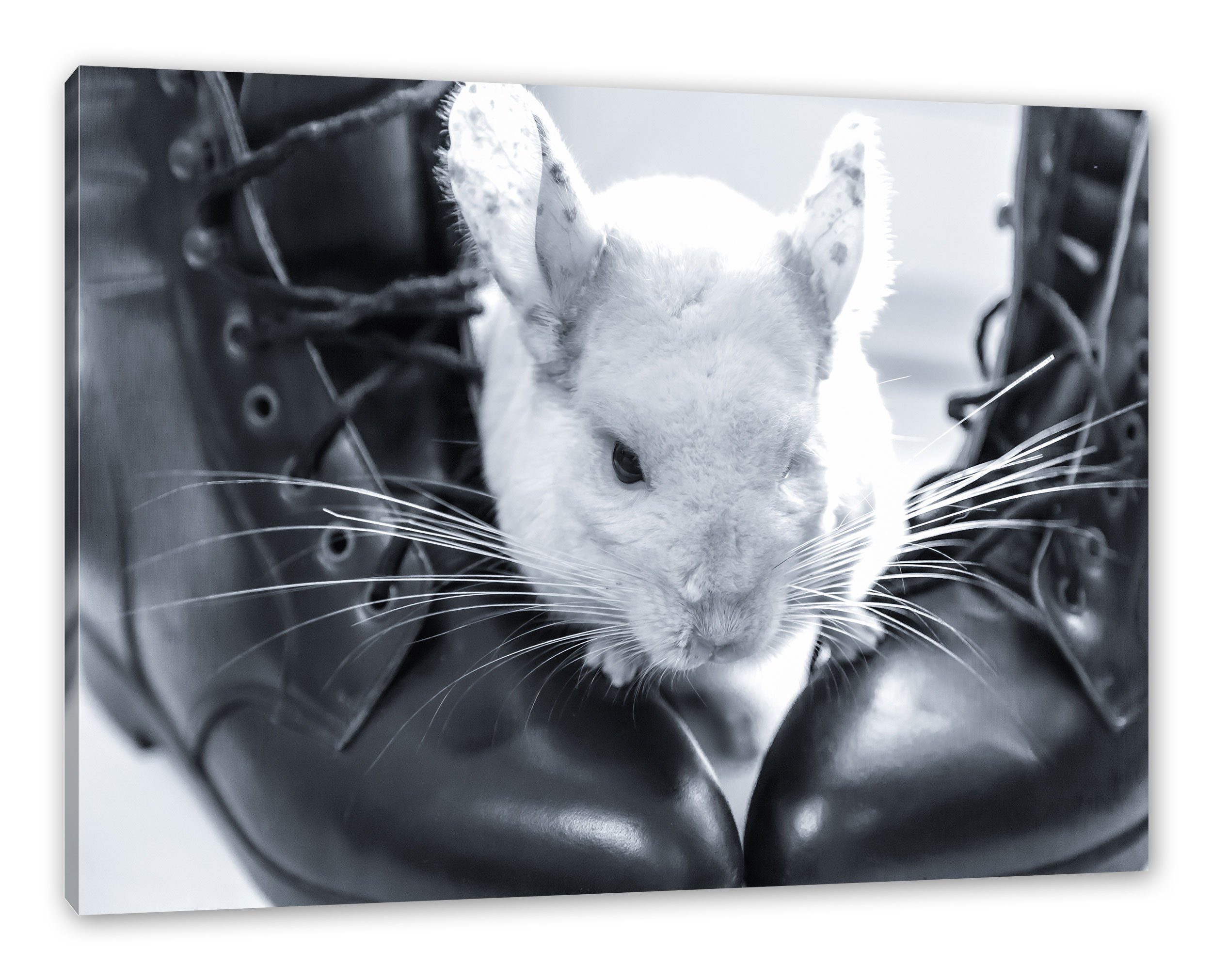 Chinchilla Schuhen, Zackenaufhänger Leinwandbild zwischen Leinwandbild Chinchilla inkl. St), (1 bespannt, zwischen Schuhen Pixxprint fertig