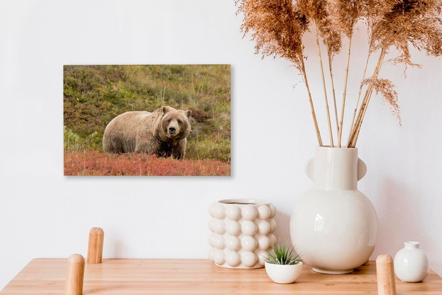 OneMillionCanvasses® Leinwandbild Bär - Heidekraut Leinwandbilder, (1 Grizzly, Aufhängefertig, - Wanddeko, cm Wandbild St), 30x20