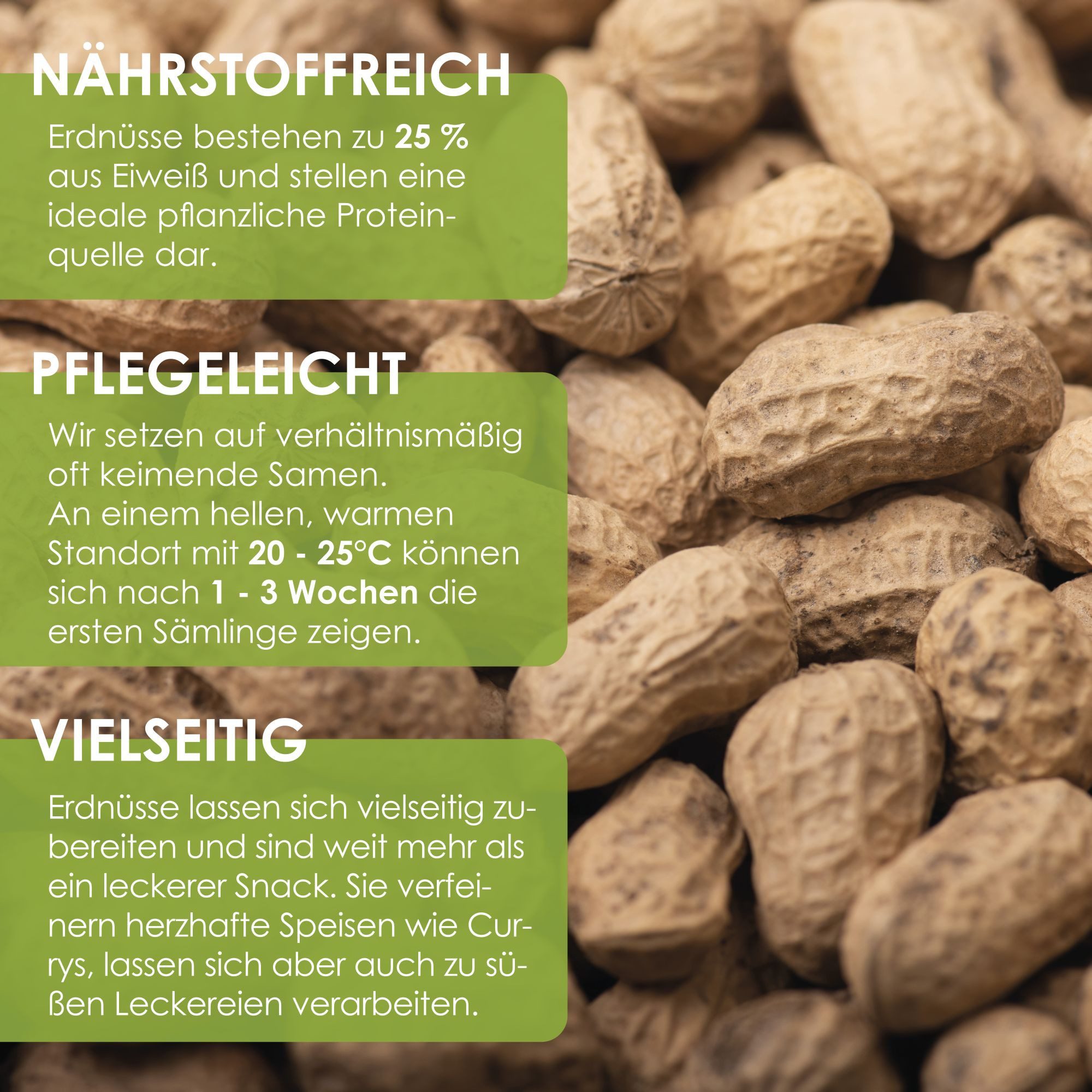 HappySeed Blumensamen Erdnuss Samen - Arachis günstig online kaufen