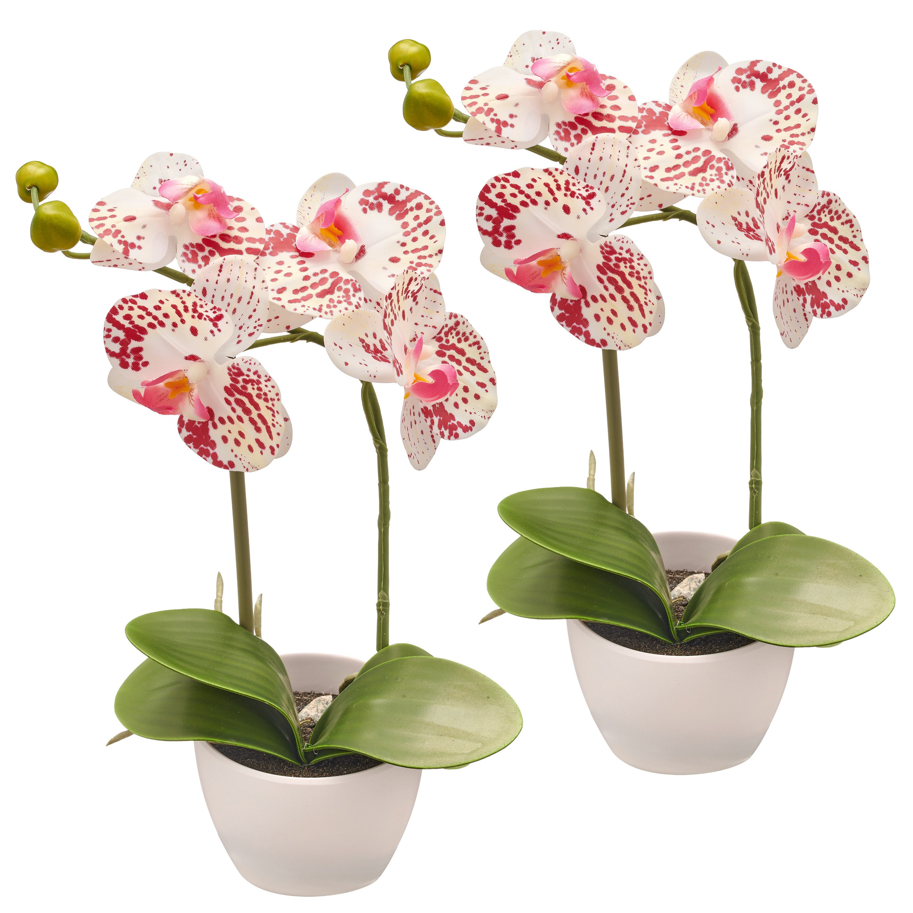 Kunstorchidee Orchidee Phalaenopsis, Creativ green, Höhe günstig online kaufen