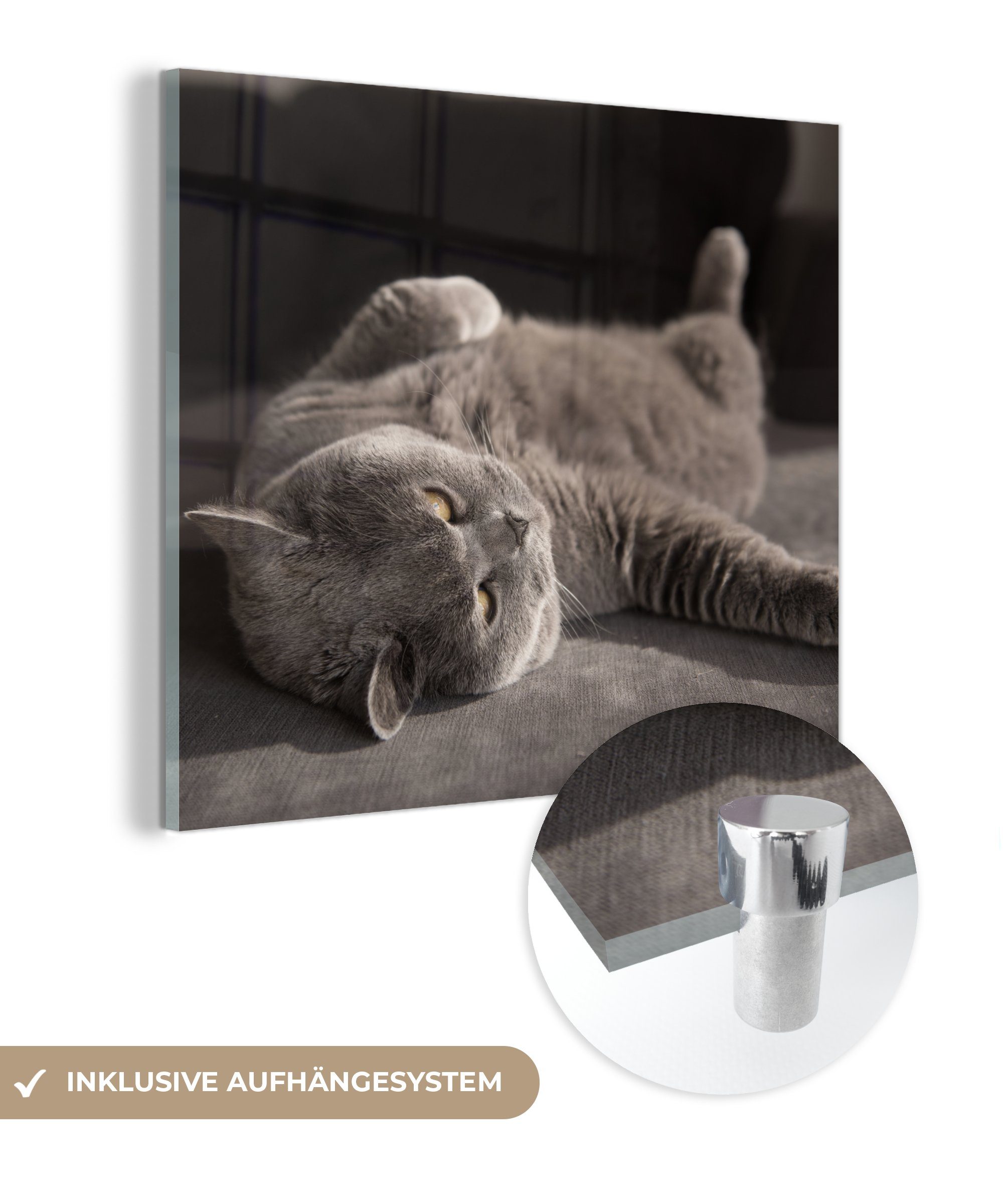 MuchoWow Acrylglasbild Tier - Katze - Grau, (1 St), Glasbilder - Bilder auf Glas Wandbild - Foto auf Glas - Wanddekoration