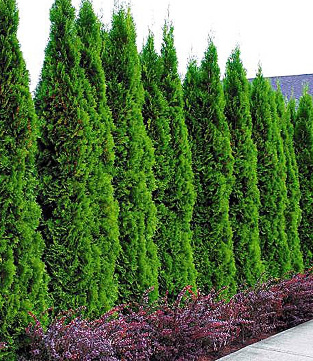 BALDUR Garten Hecken Lebensbaum-Hecke 'Thuja Smaragd', 1 St., Zypressengewächse,winterhart, mehrjährig, blickdicht