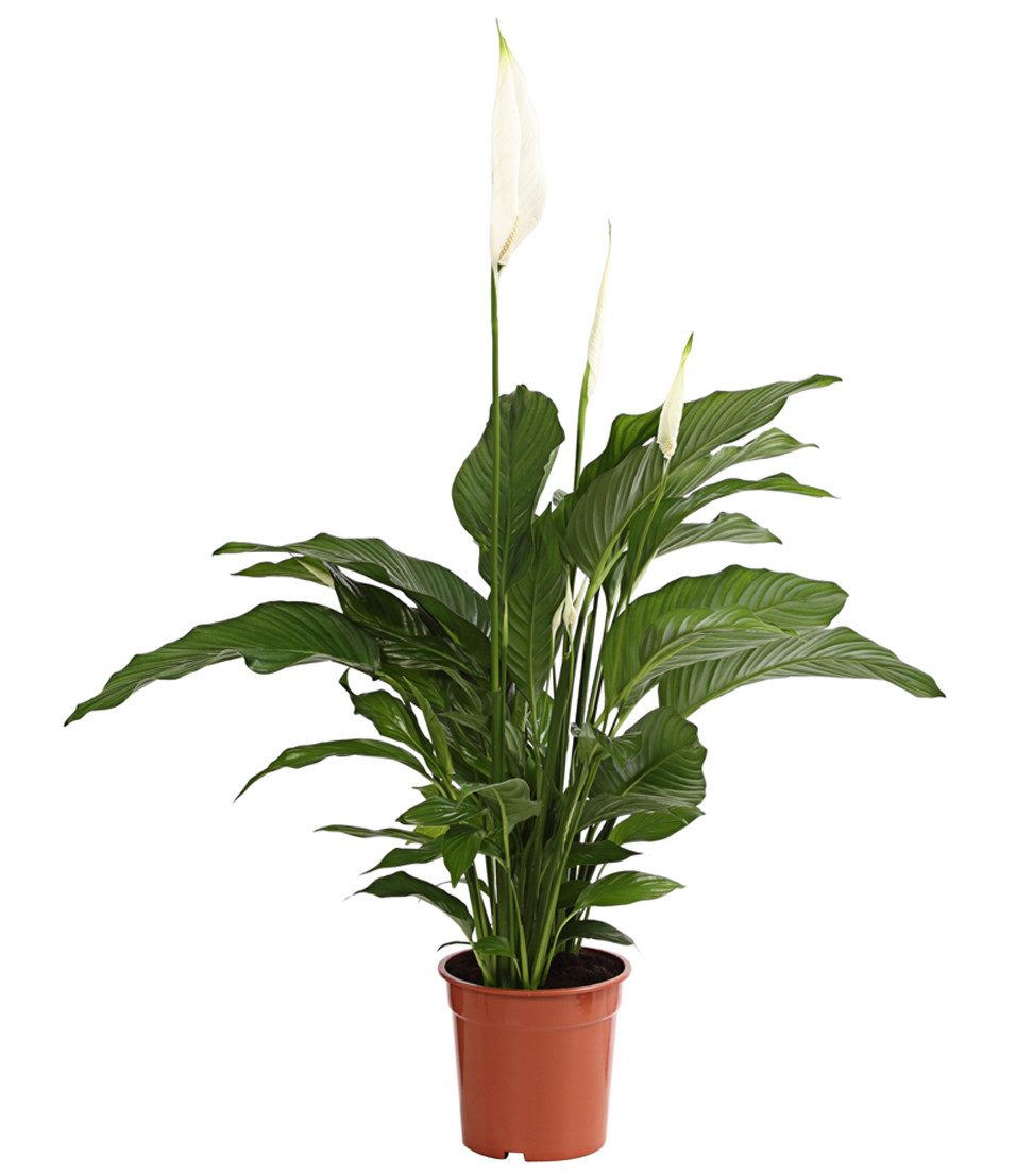 Dehner Zimmerpflanze Air So Pure Einblatt Lauretta, ca. 70-80 cm