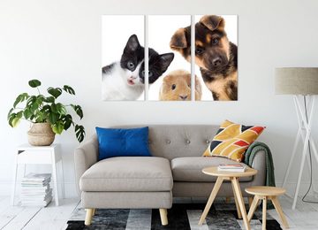 Pixxprint Leinwandbild Trio Hund Katze Meerschwein, Trio Hund Katze Meerschwein 3Teiler (120x80cm) (1 St), Leinwandbild fertig bespannt, inkl. Zackenaufhänger