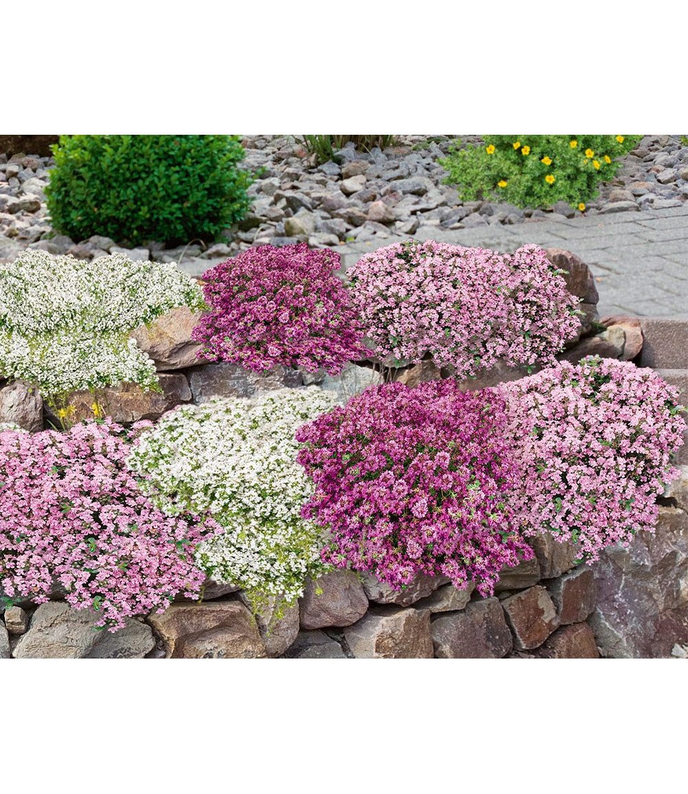 BALDUR Garten Bodendecker 9er Bodendecker-Set Thymian, 9 St., Bodendecker-thymian,winterhart,duftend