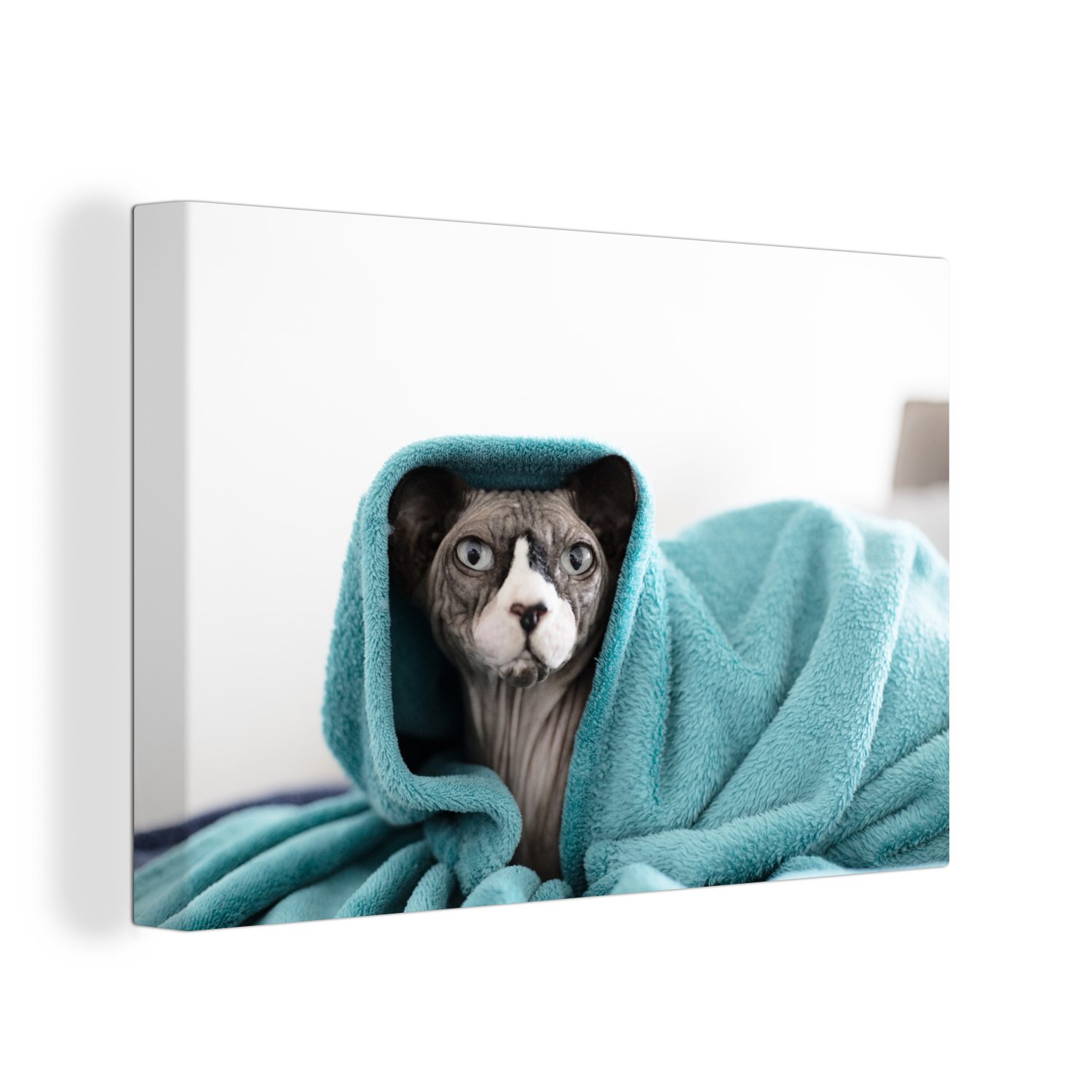 OneMillionCanvasses® Leinwandbild Sphynx-Katze unter einer blauen Decke, (1 St), Wandbild Leinwandbilder, Aufhängefertig, Wanddeko, 30x20 cm