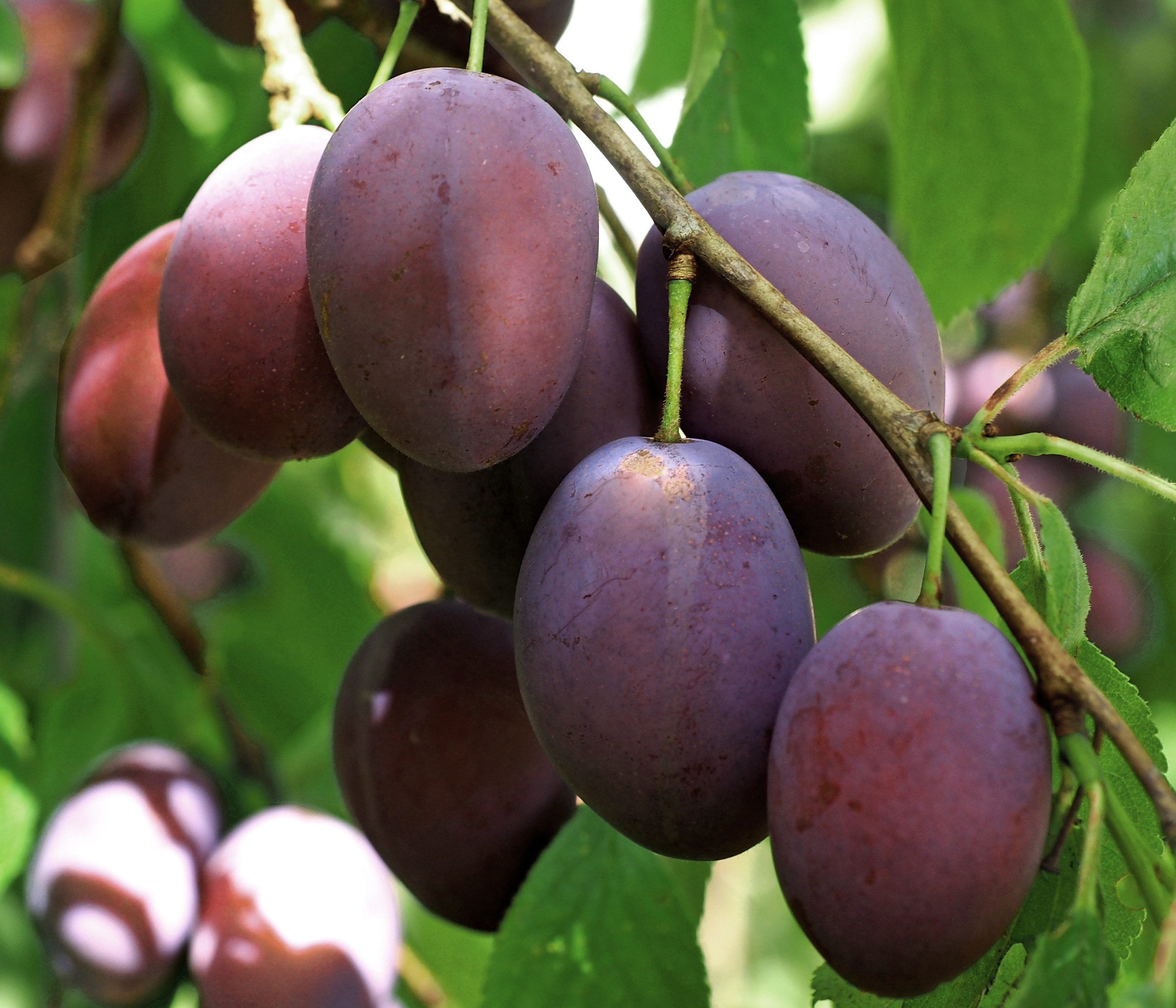 Dehner Pflaumenbaum Hauszwetschge, Halbstamm, Selbstbefruchter-Sorte, Zwetschgenbaum mit süß-würzigen Früchten