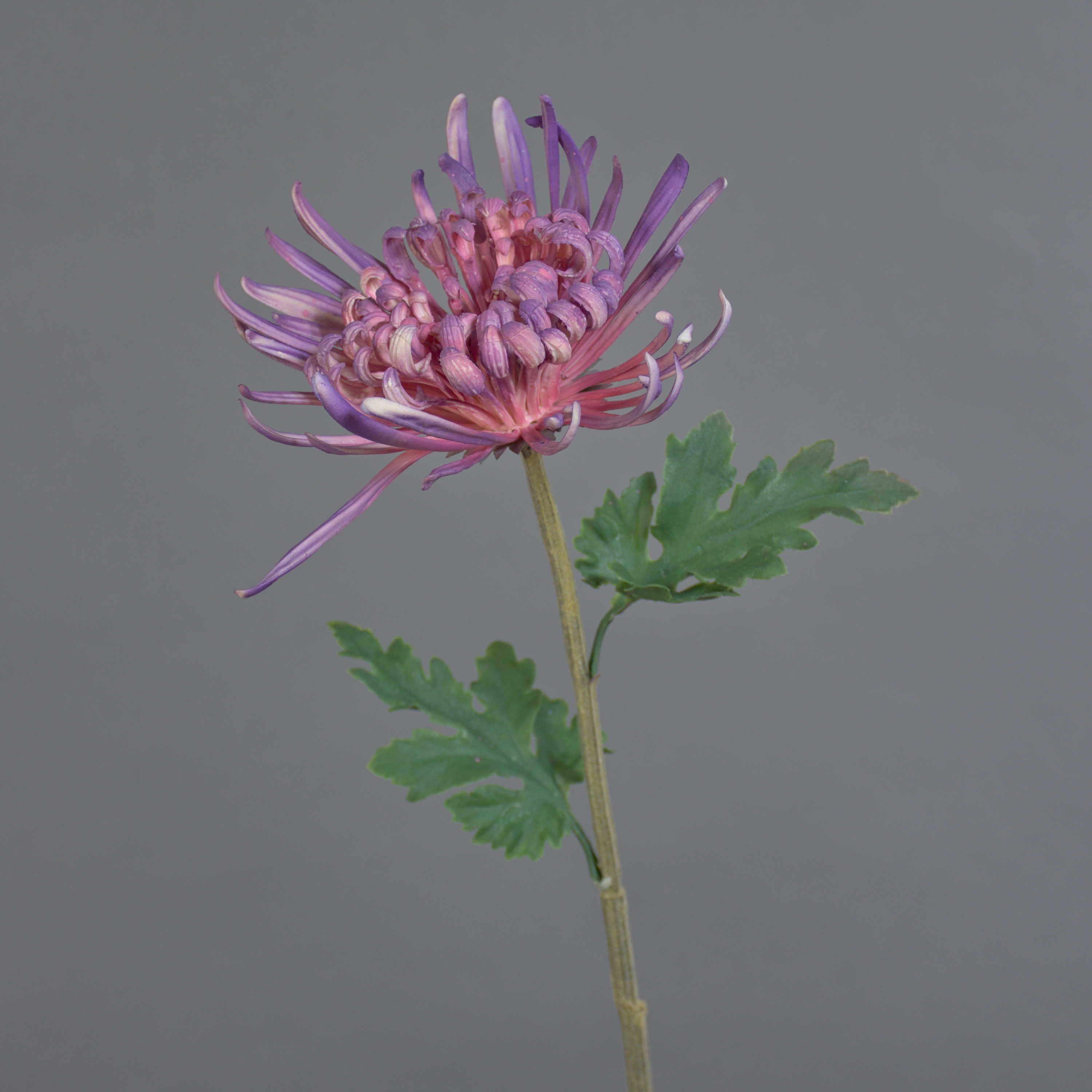 Kunstblume Dekoblume Chrysantheme YASULI, lila, 70 cm Chrysantheme, artplants, Höhe 70.0 cm