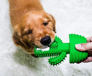 Mrichbez Kauspielzeug Hunde Zahnpflege Bürstenstif, (1-tlg), Kauspielzeug für Hunde