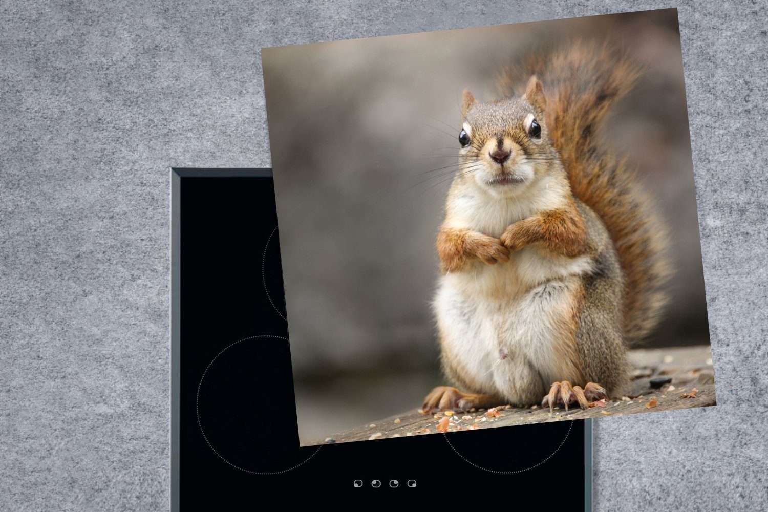 (1 78x78 cm, Nahaufnahme Eichhörnchens, für MuchoWow Ceranfeldabdeckung, Herdblende-/Abdeckplatte küche tlg), Arbeitsplatte Vinyl, eines