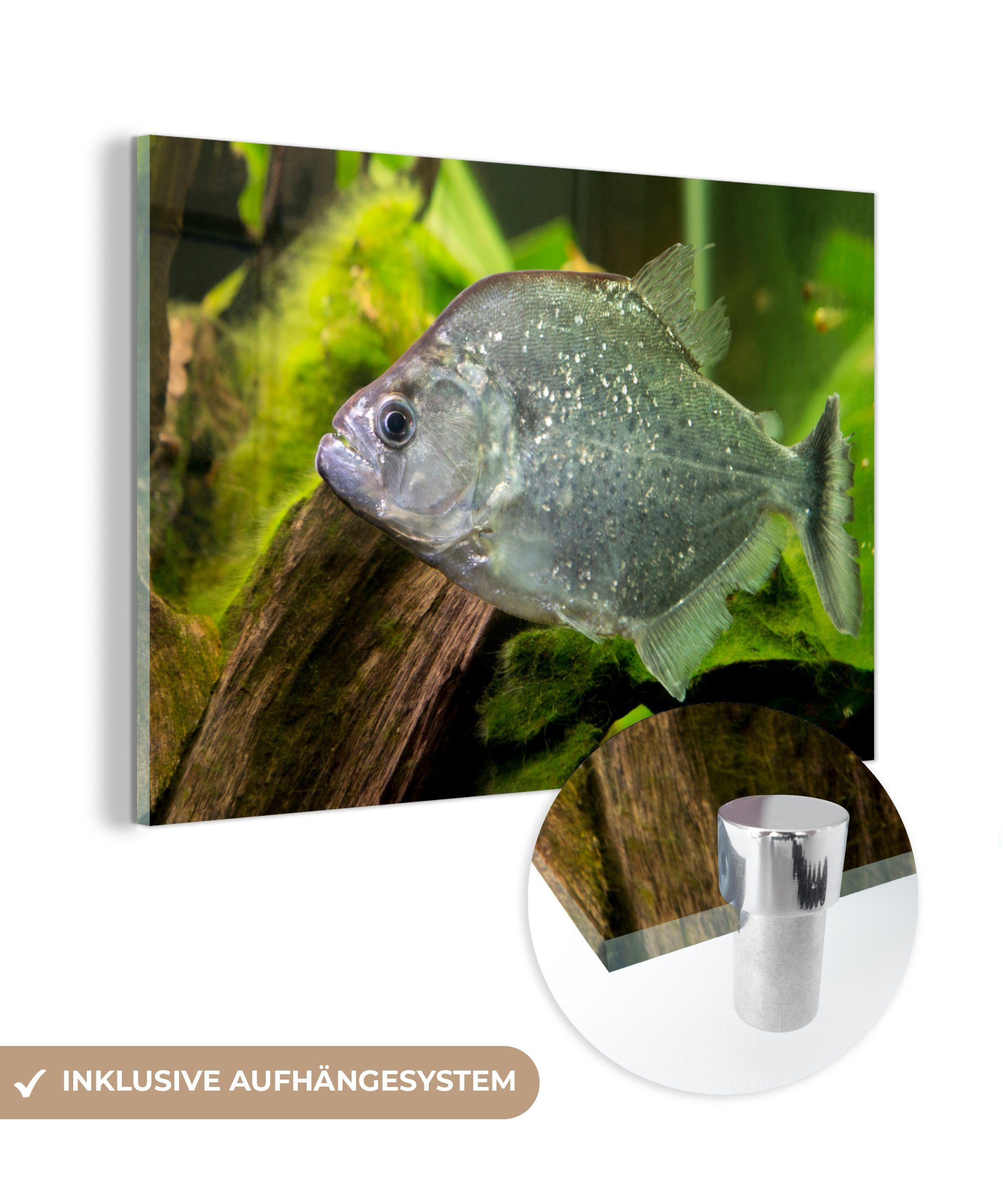 MuchoWow Acrylglasbild Fisch - Grün - Fisch, (1 St), Acrylglasbilder Wohnzimmer & Schlafzimmer