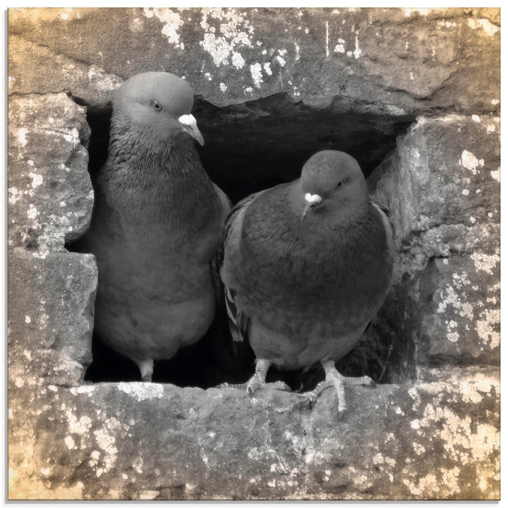 Artland Glasbild Tauben Liebe, Vögel (1 St), in verschiedenen Größen | Bilder