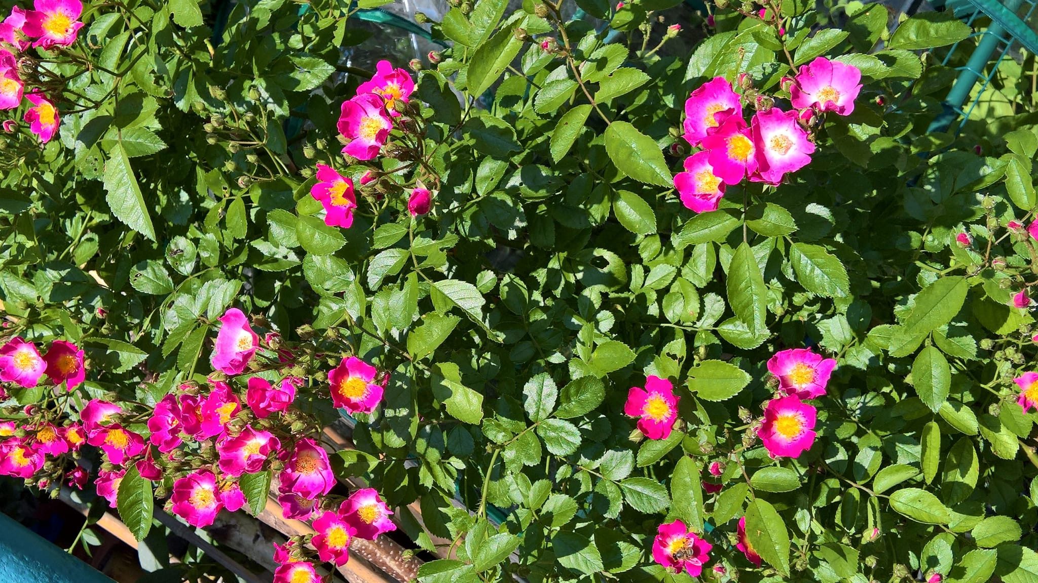 Baumschule Gold Rose Rose Maria Lisa