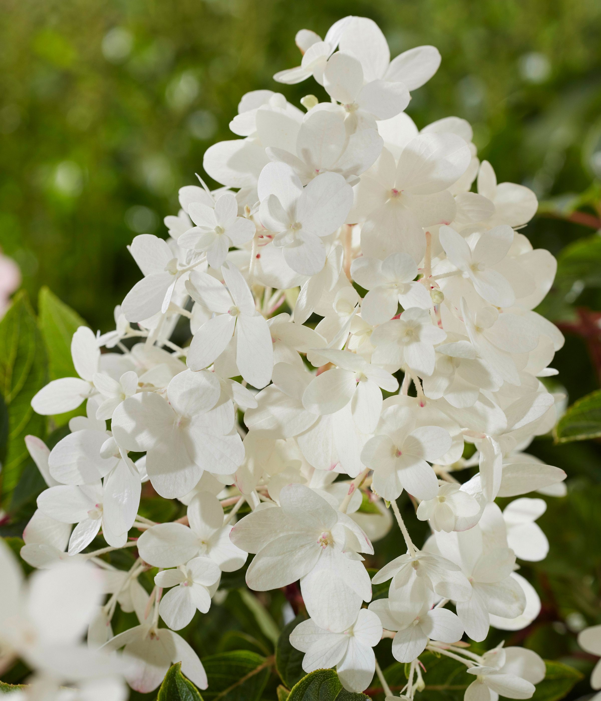 Dehner Gehölze Bodendecker-Rispenhortensie Groundbreaker® Blush™, weiß-rosa-rot, mehrjähriger Zierstrauch für sonnige bis halbschattige Standorte – Bild 4 von 5