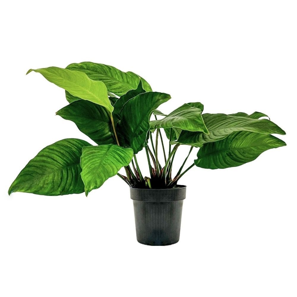 Aquaone Wasserpflanze Mutterpflanze Aquariumpflanze Anubias heterophylla To günstig online kaufen