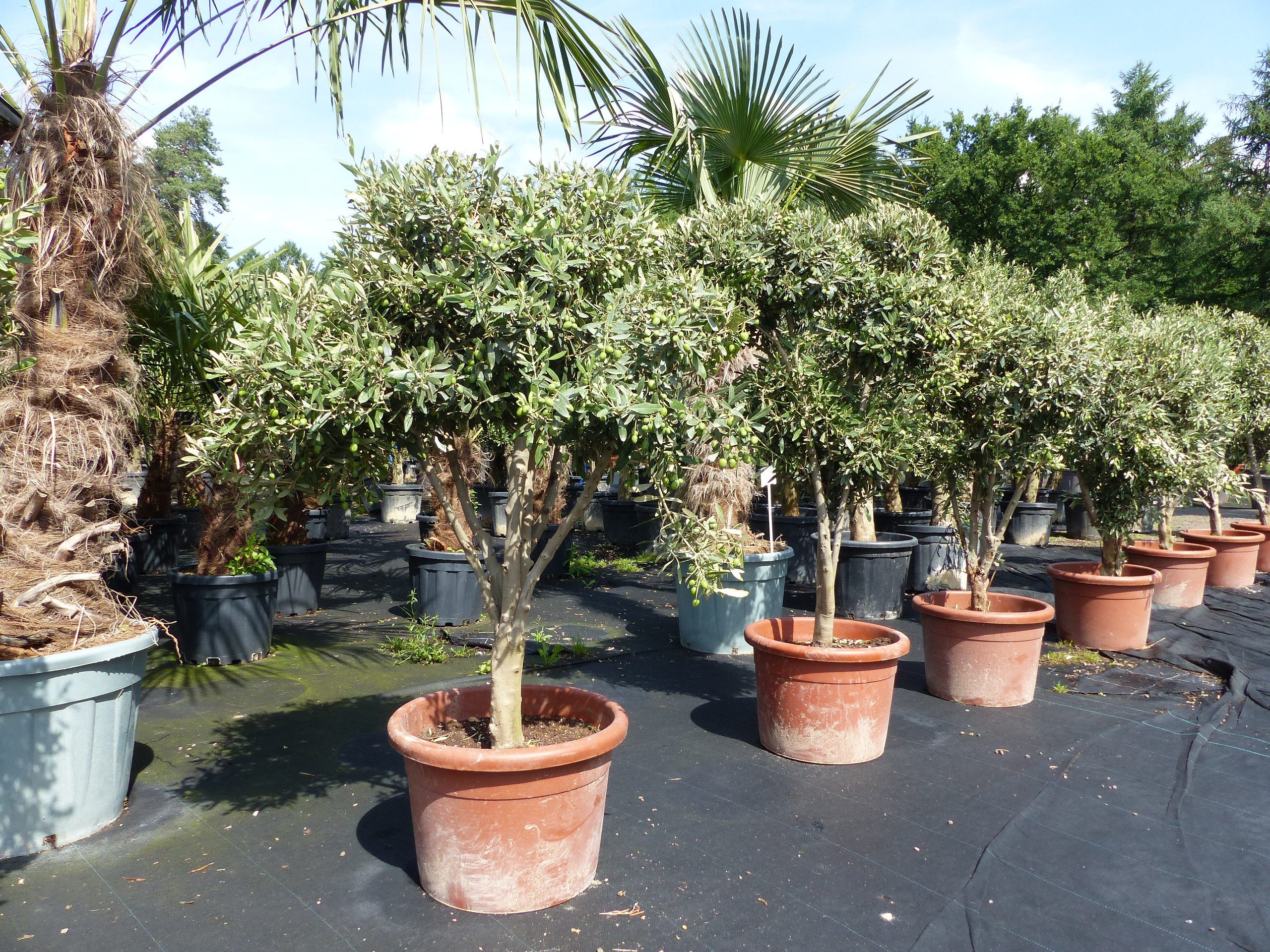 gruenwaren jakubik Zierstrauch Olivenbaum mit sehr vielen jungen Oliven günstig online kaufen