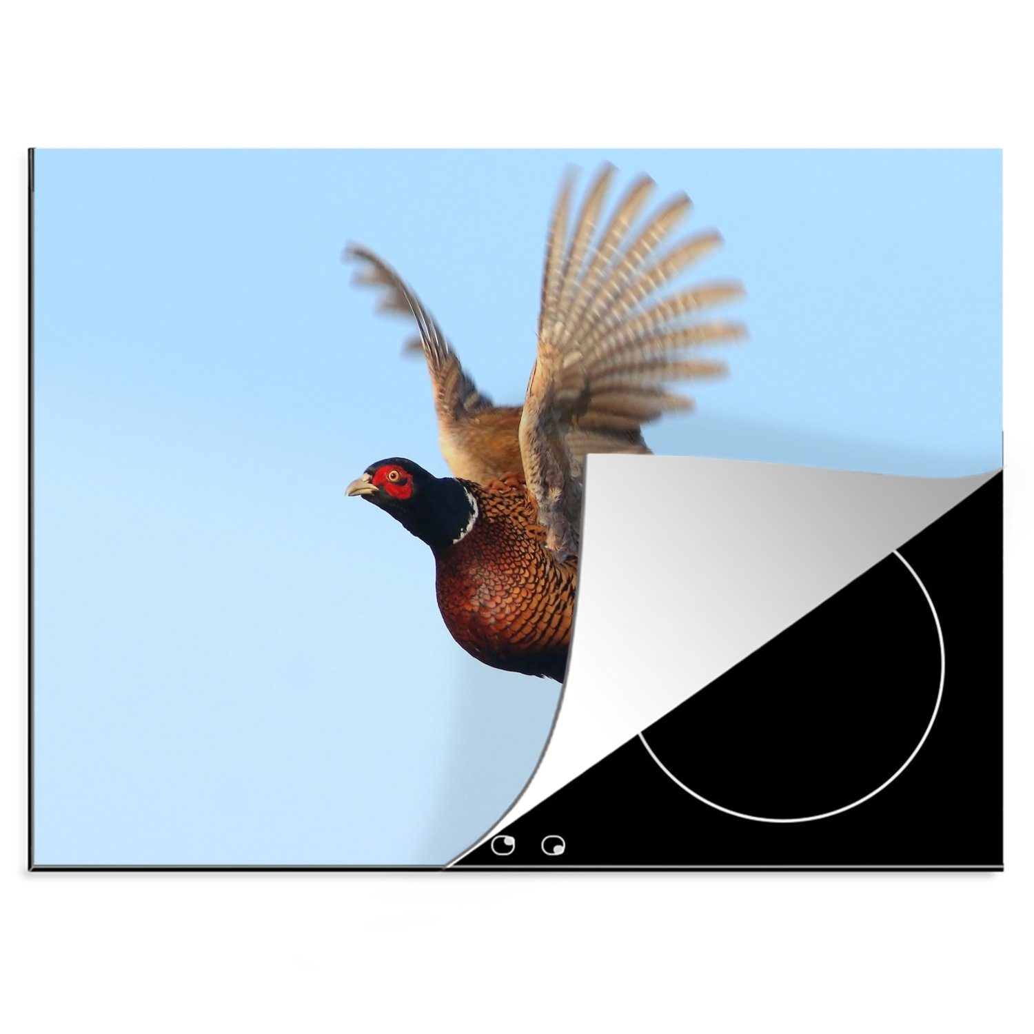 MuchoWow Herdblende-/Abdeckplatte Fasan - Flügel - Vogel, Vinyl, (1 tlg), 70x52 cm, Mobile Arbeitsfläche nutzbar, Ceranfeldabdeckung