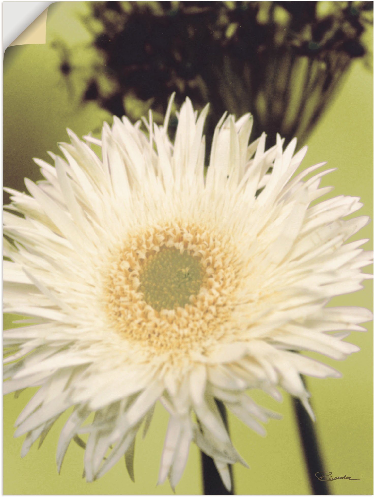 Artland Wandbild »Eine vor grün - Gerbera«, Blumenbilder (1 Stück), in vielen Größen & Produktarten - Alubild / Outdoorbild für den Außenbereich, Leinwandbild, Poster, Wandaufkleber / Wandtattoo auch für Badezimmer geeignet-Otto