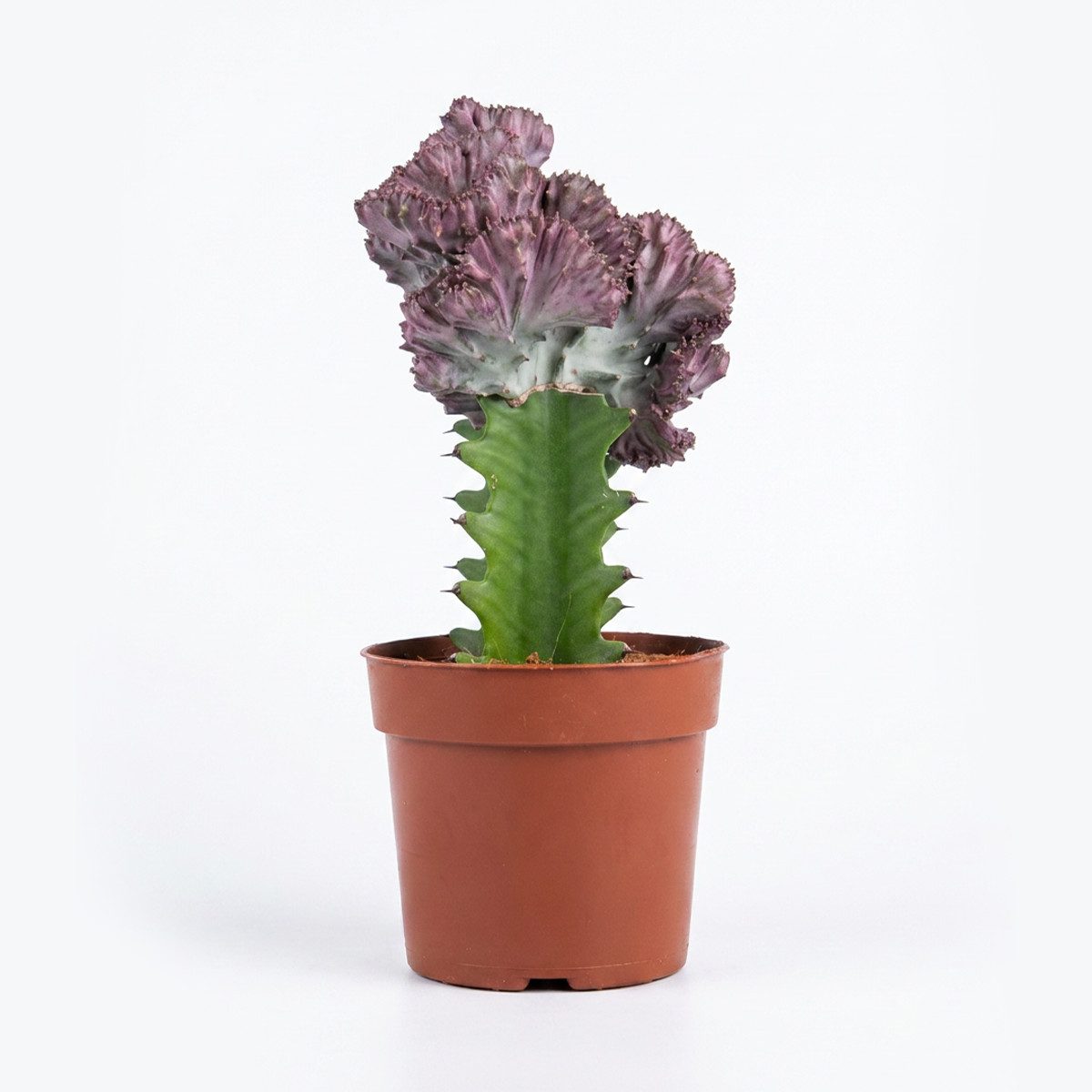 Bloomique Kaktus Euphorbia Lactea Cristata, Wolfsmilch, 20-30 cm, Topf 11 cm, 1 St.