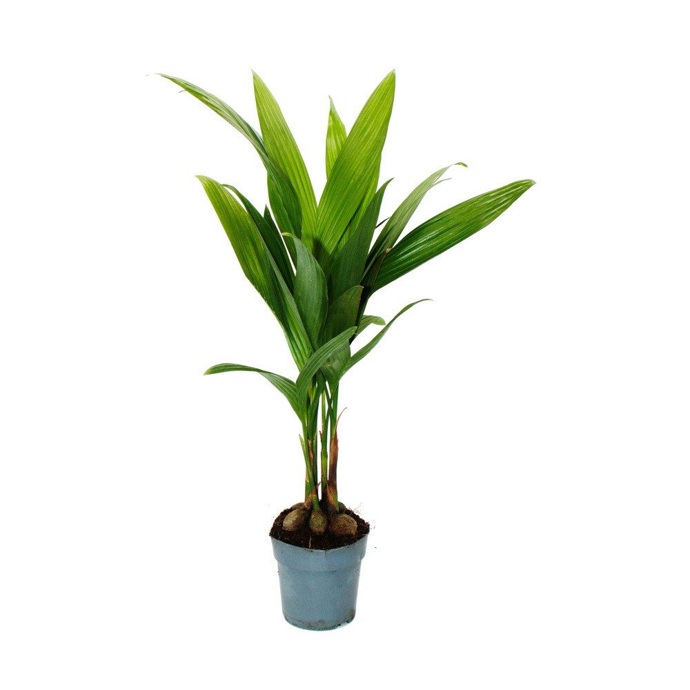 Exotenherz Zimmerpflanze Betelnusspalme - Areca catechu - Zimmerpalme - Bet günstig online kaufen