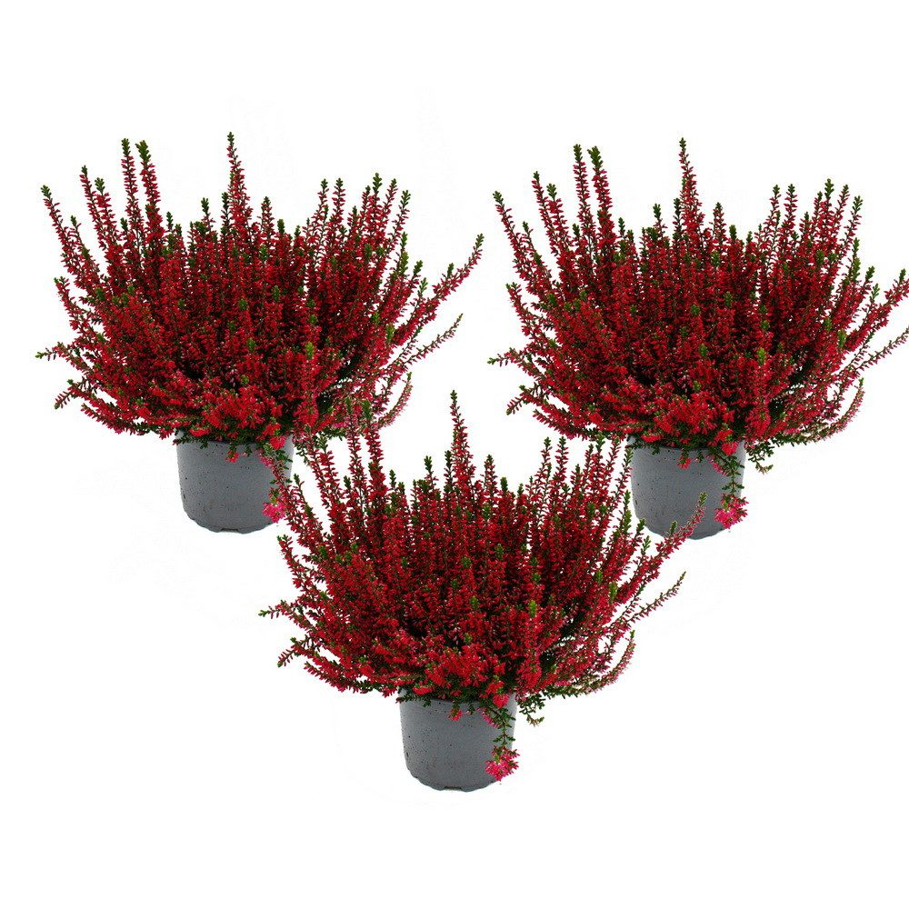 Exotenherz Beetpflanze Calluna vulgaris 3er Set Besenheide Heidepflanze winterhart 11cm Topf