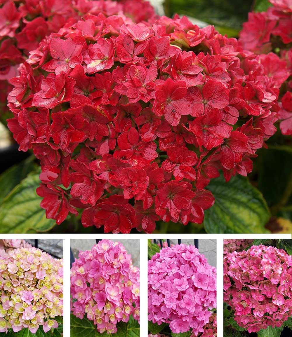 BALDUR Garten Zierstrauch 5-Stufen Hortensie 'Together®', 1 St., Hydrangea,winterhart, reichblühend, lange Blütezeit