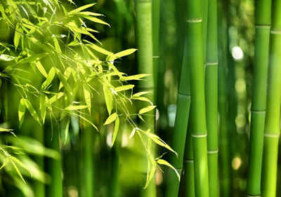 Wallario Wandbild, Bambuswald mit grünen Bambuspflanzen, in verschiedenen Ausführungen
