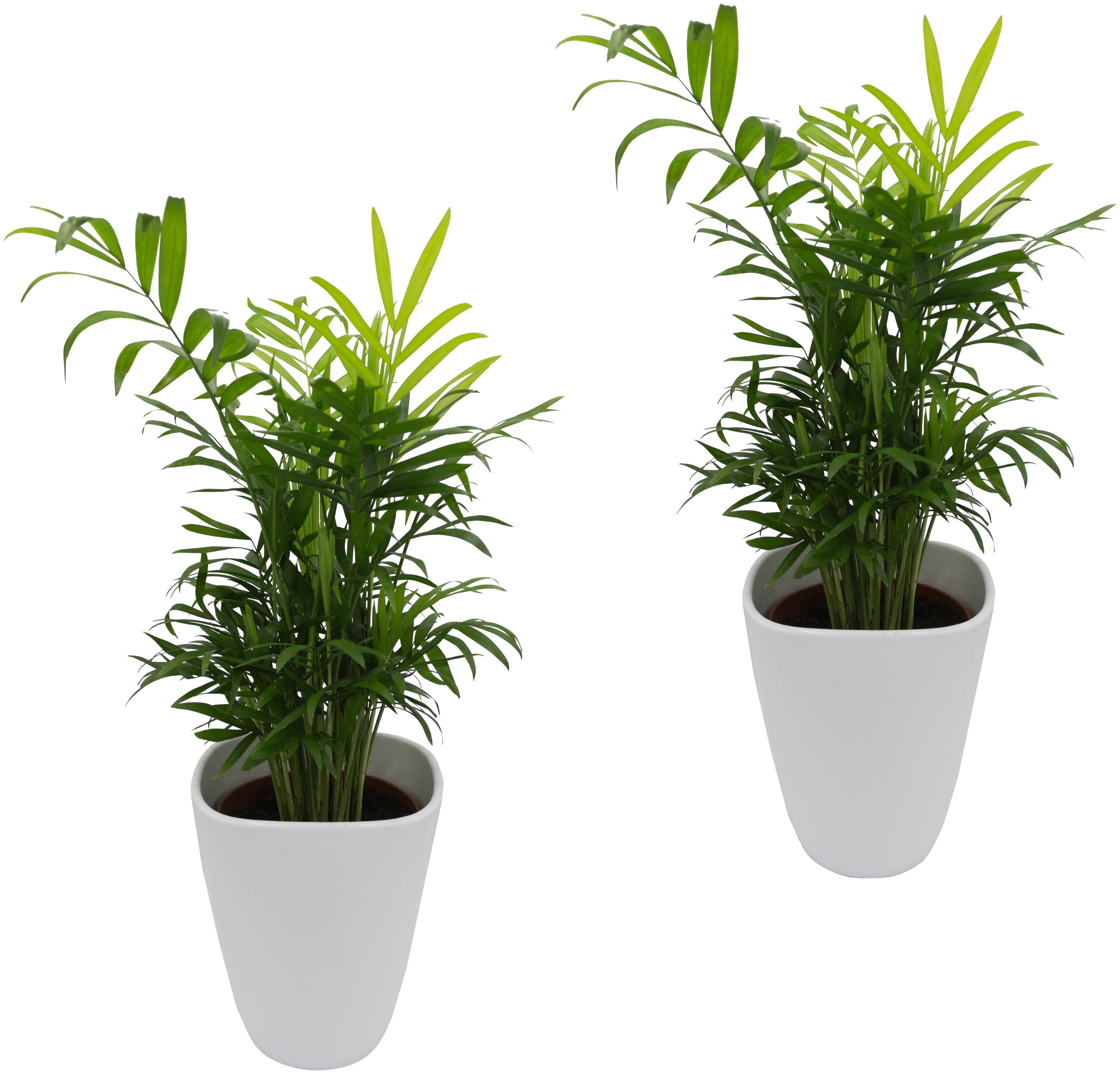 Dominik Zimmerpflanze »Palmen-Set«, Höhe: 30 cm, 2 Pflanzen in Dekotöpfen