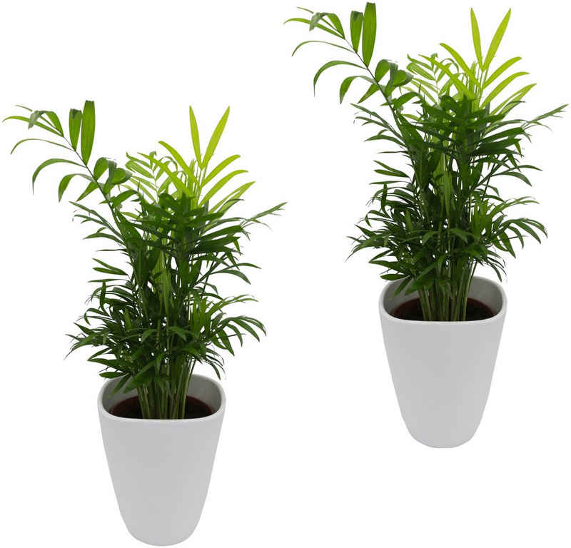 Dominik Zimmerpflanze »Palmen-Set«, Höhe: 30 cm, 2 Pflanzen in Dekotöpfen
