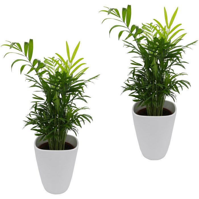 Dominik Zimmerpflanze Palmen-Set Höhe: 30 cm 2 Pflanzen in Dekotöpfen