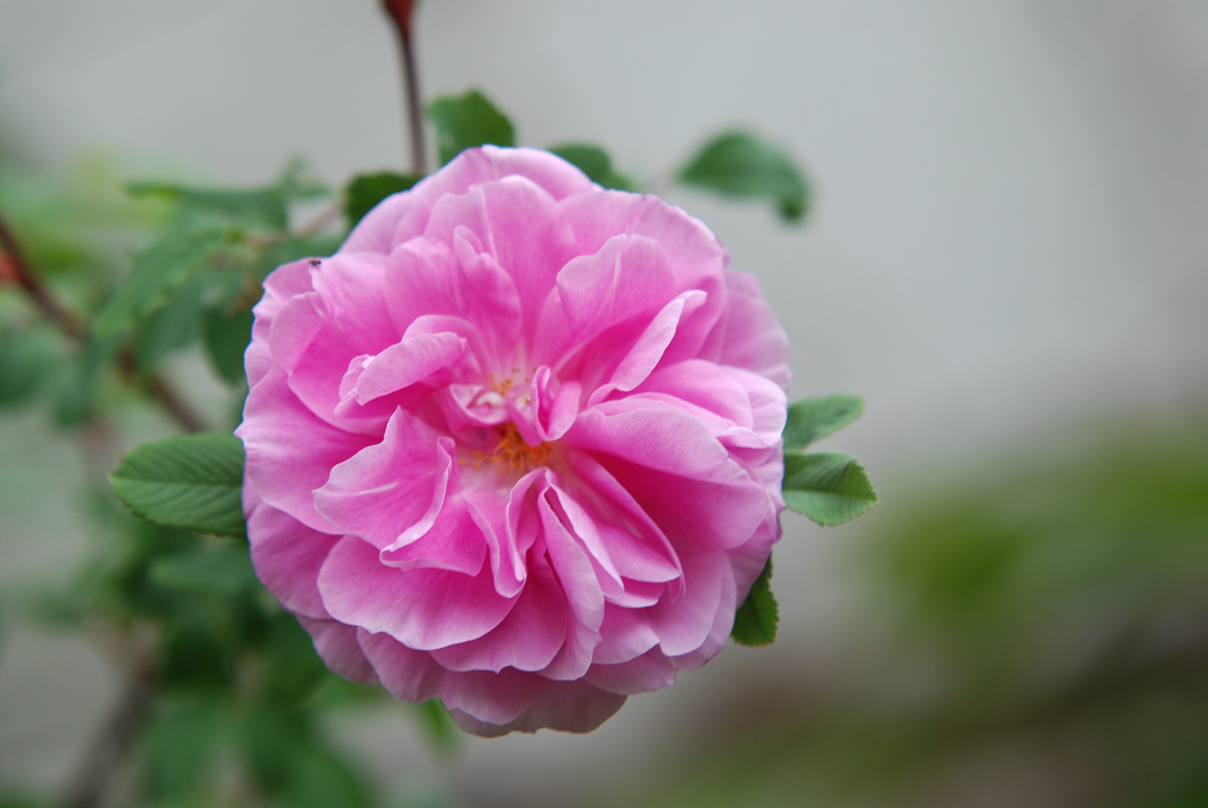 Baumschule Gold Rose Rose Therese Bougnet