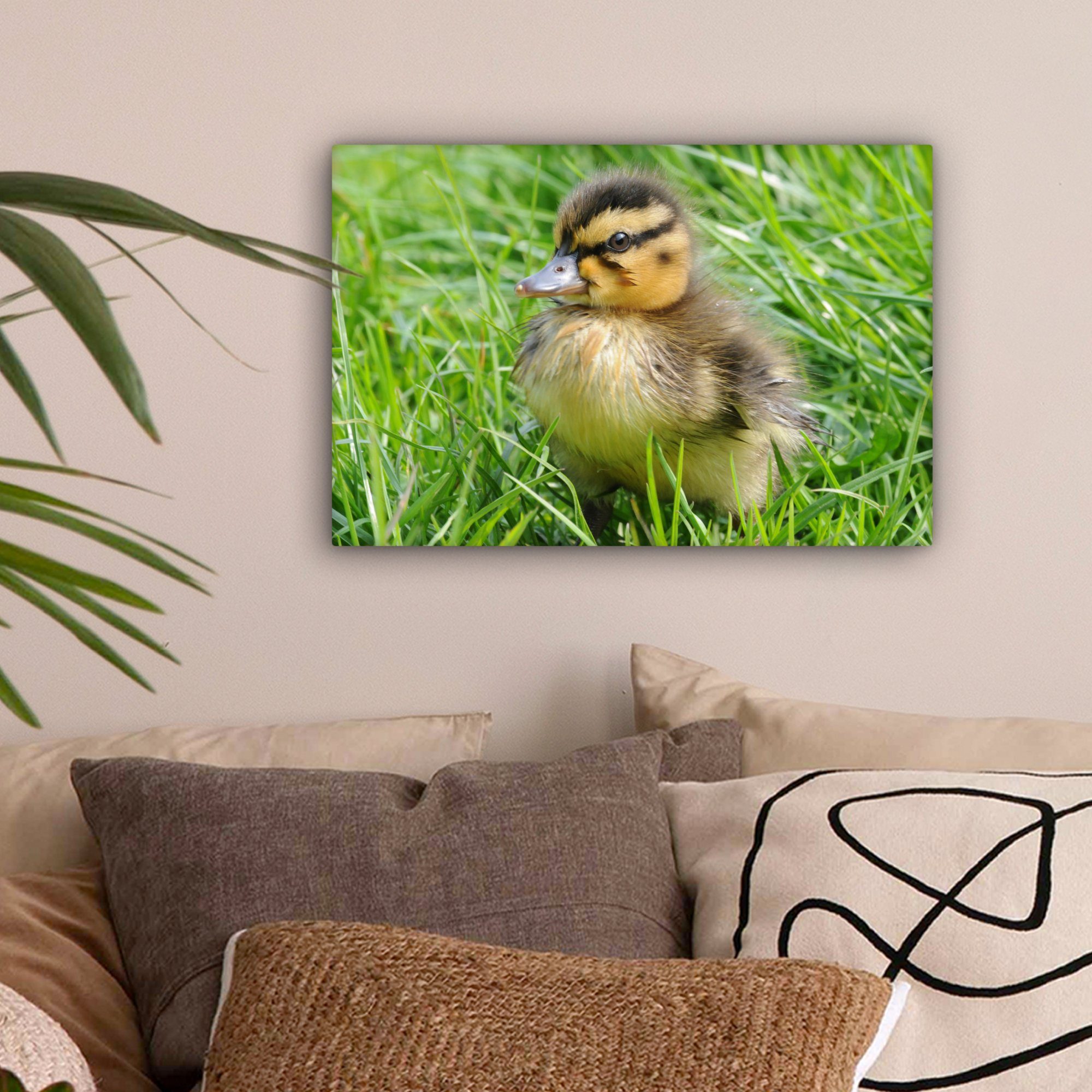 OneMillionCanvasses® Leinwandbild Ente - Gras - Aufhängefertig, cm Baby, Leinwandbilder, St), 30x20 Wanddeko, Wandbild (1