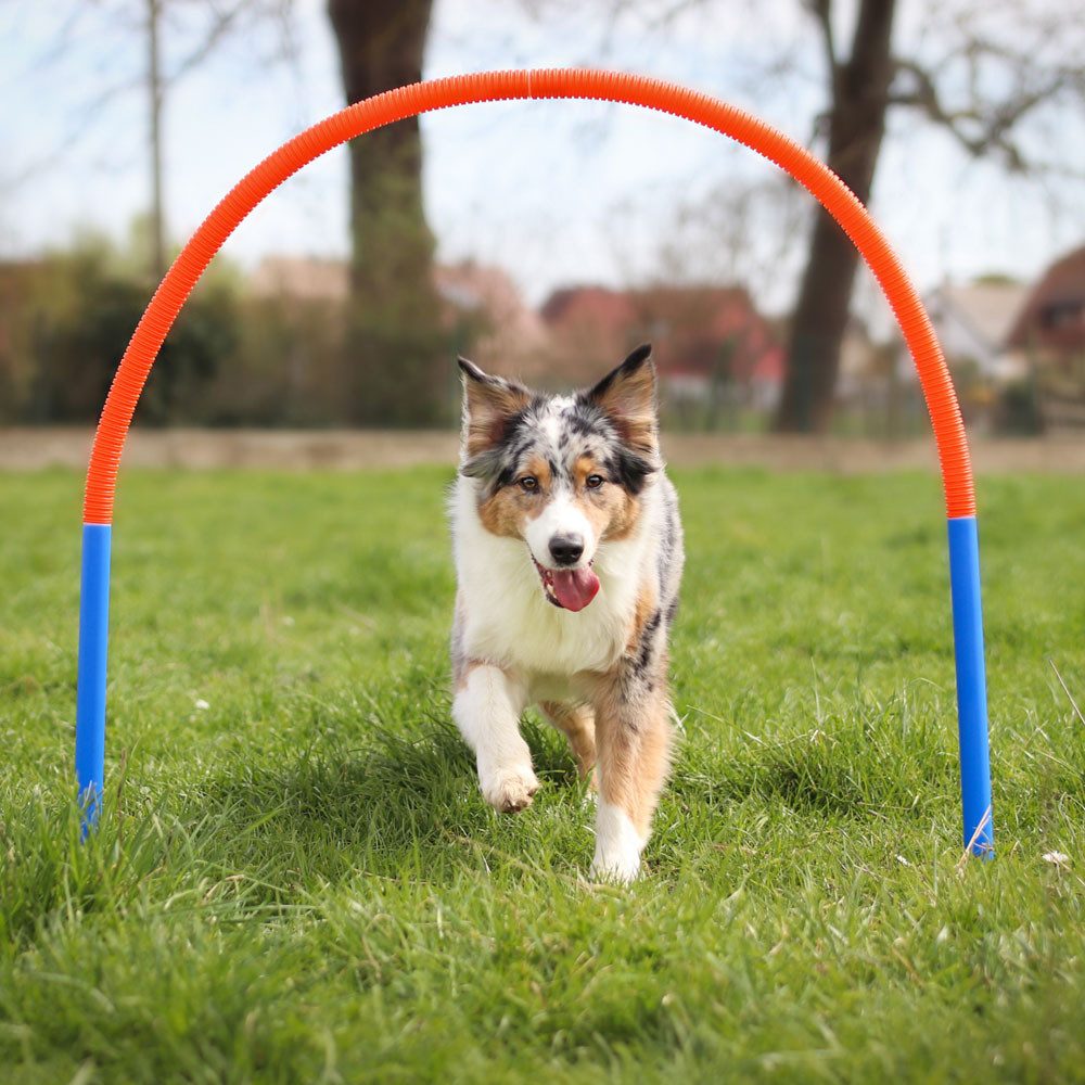 Procyon Agility-Hürde PROCYON Hoopers Set