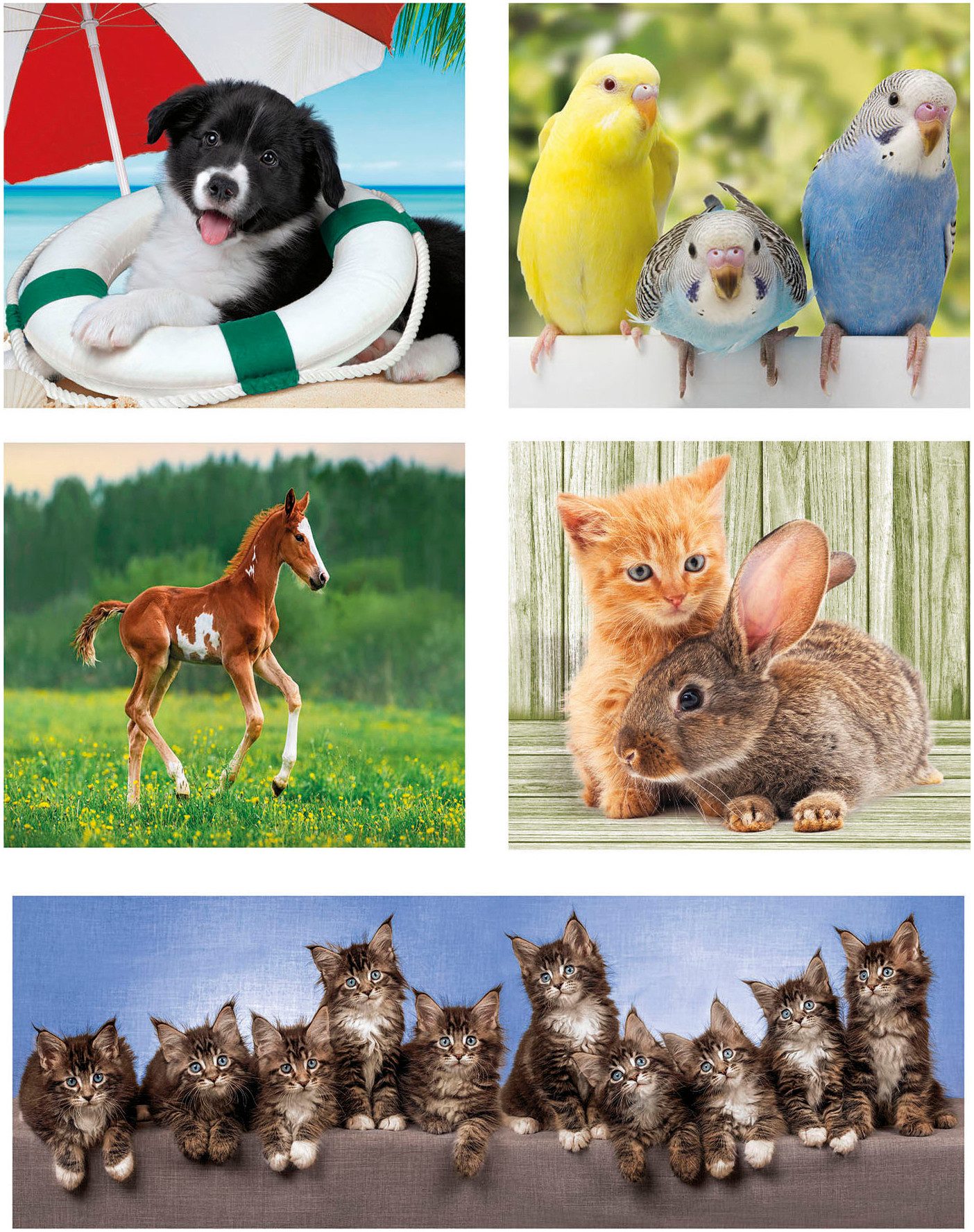 Clementoni® Puzzle 10in1 Supercolor, Noli, Tierfreunde, günstig online kaufen