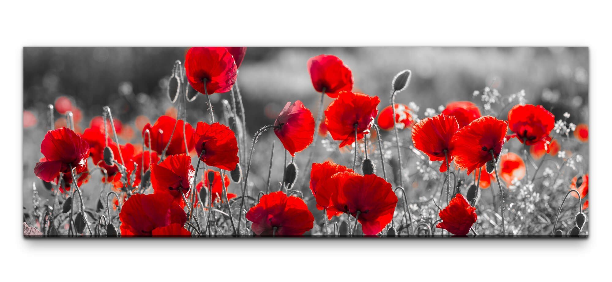 möbel-direkt.de Leinwandbild Bilder XXL Mohnblumen in günstig online kaufen