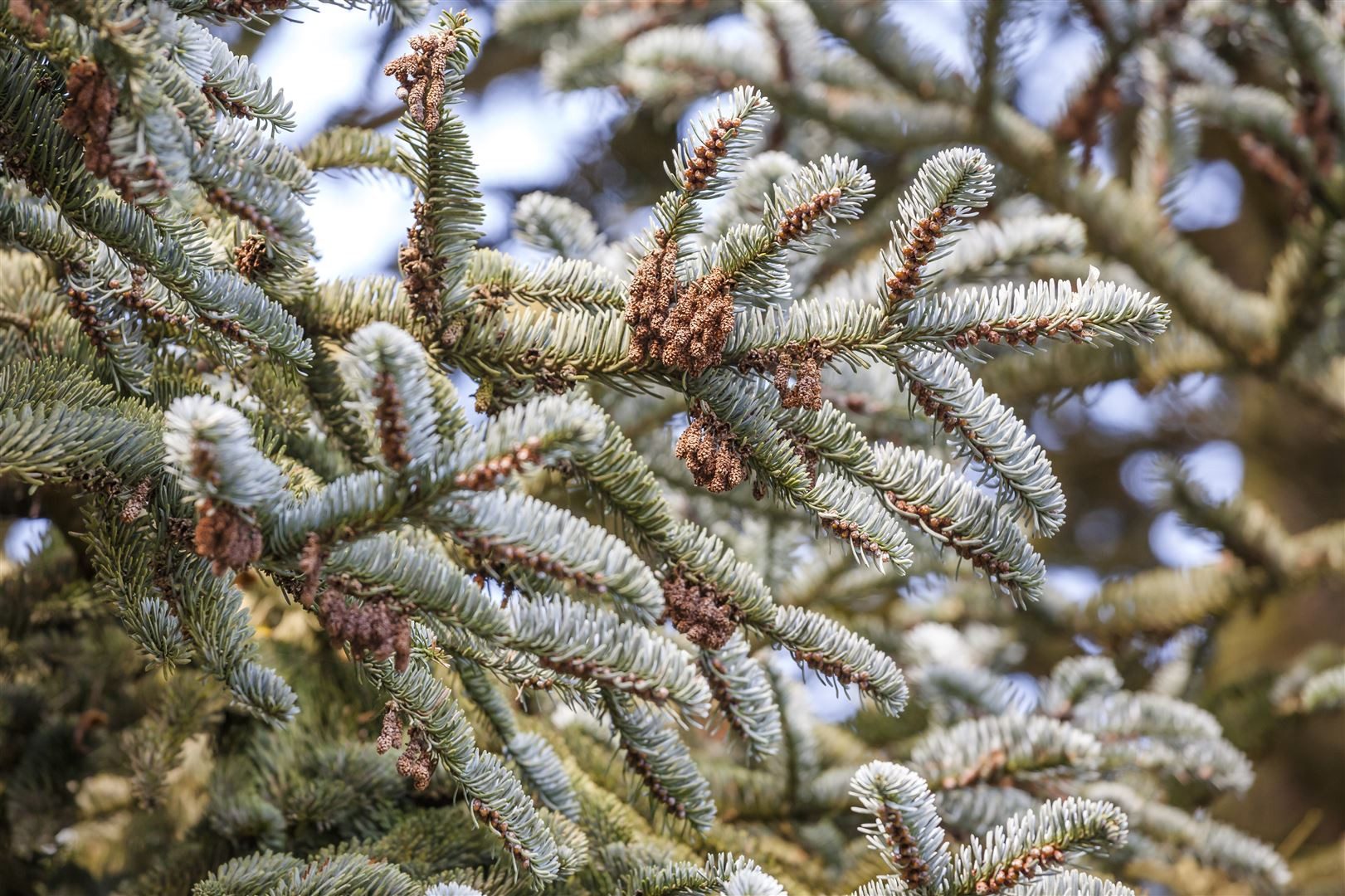 Pflanzen für Dich Konifere Abies koreana, 1 St., Koreanische Tanne, Silber-Tanne, blaue Zapfen, kompakter Wuchs
