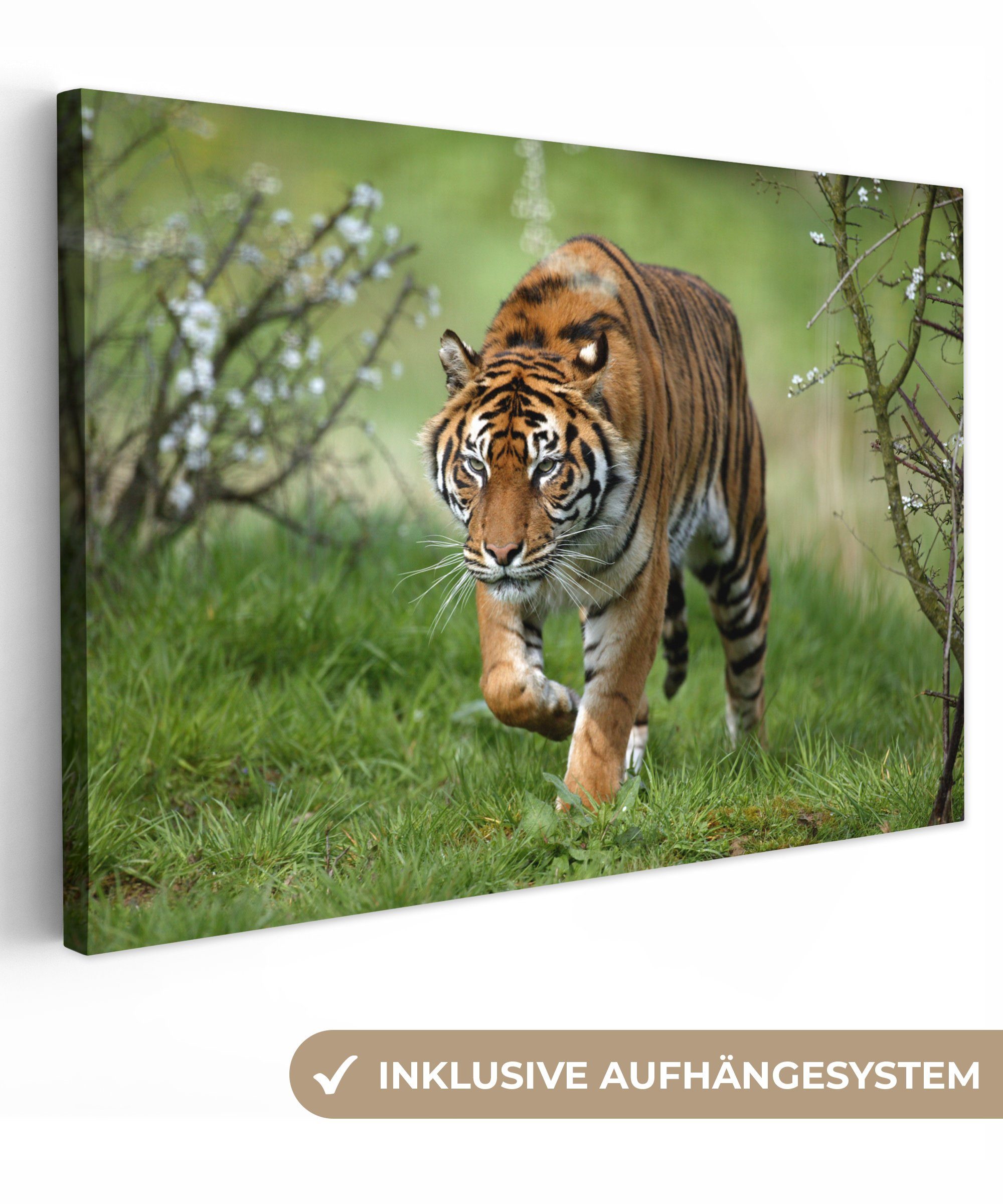 OneMillionCanvasses® Leinwandbild Nahaufnahme eines Sumatra-Tigers, (1 St), Wandbild Leinwandbilder, Aufhängefertig, Wanddeko, 30x20 cm