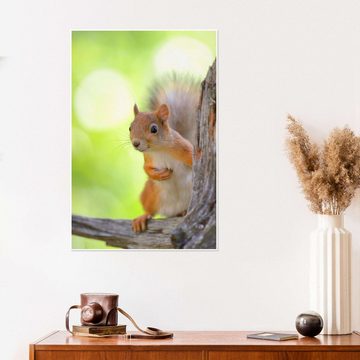 Posterlounge Poster Bernd Zoller, Europäisches Eichhörnchen, Jungenzimmer Fotografie