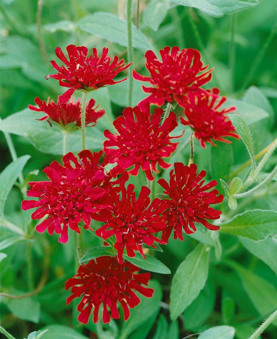 Pflanzen für Dich Staude Knautia macedonica, 1 St., Mazedonische Witwenblume, Purpur-Witwenblume – Bild 2 von 4