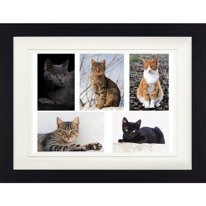 1art1 Bild mit Rahmen Katzen - Stolze Stubentiger Collage