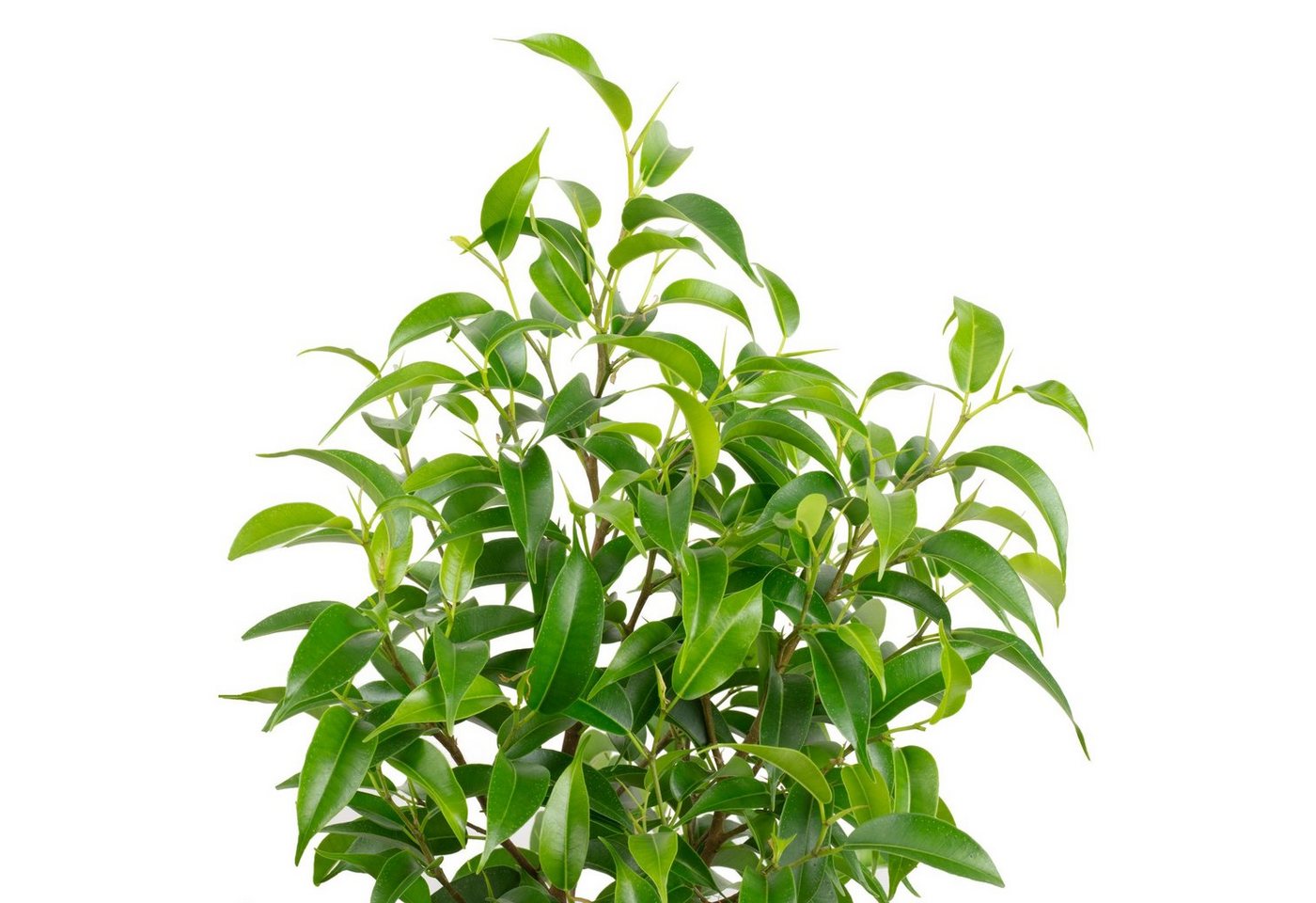 Thumbnail - Flowerbox Zimmerpflanze Birkenfeige "Natasja" verzweigt - Ficus benjamini, - Höhe ca. 30 cm, Topf-Ø 12 cm
