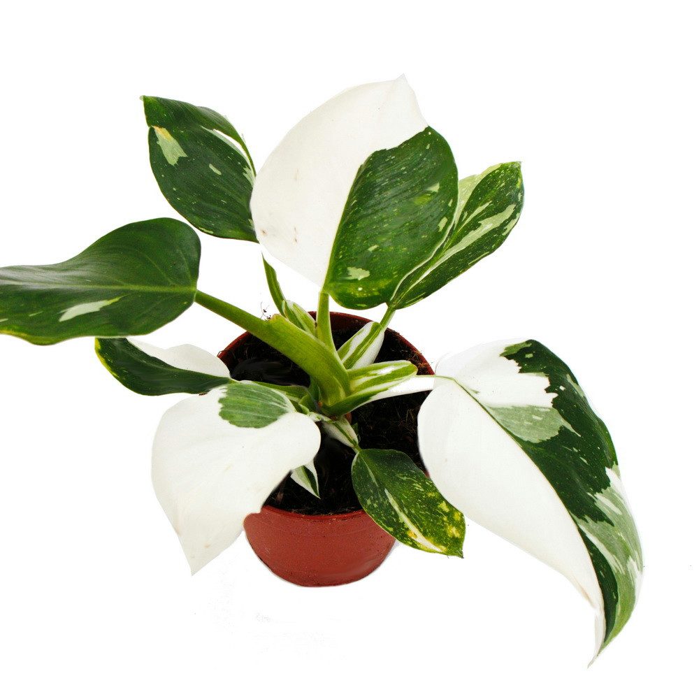 Exotenherz Zimmerpflanze Philodendron White Princess - weiß-grüner Baumfreund - 12cm Topf