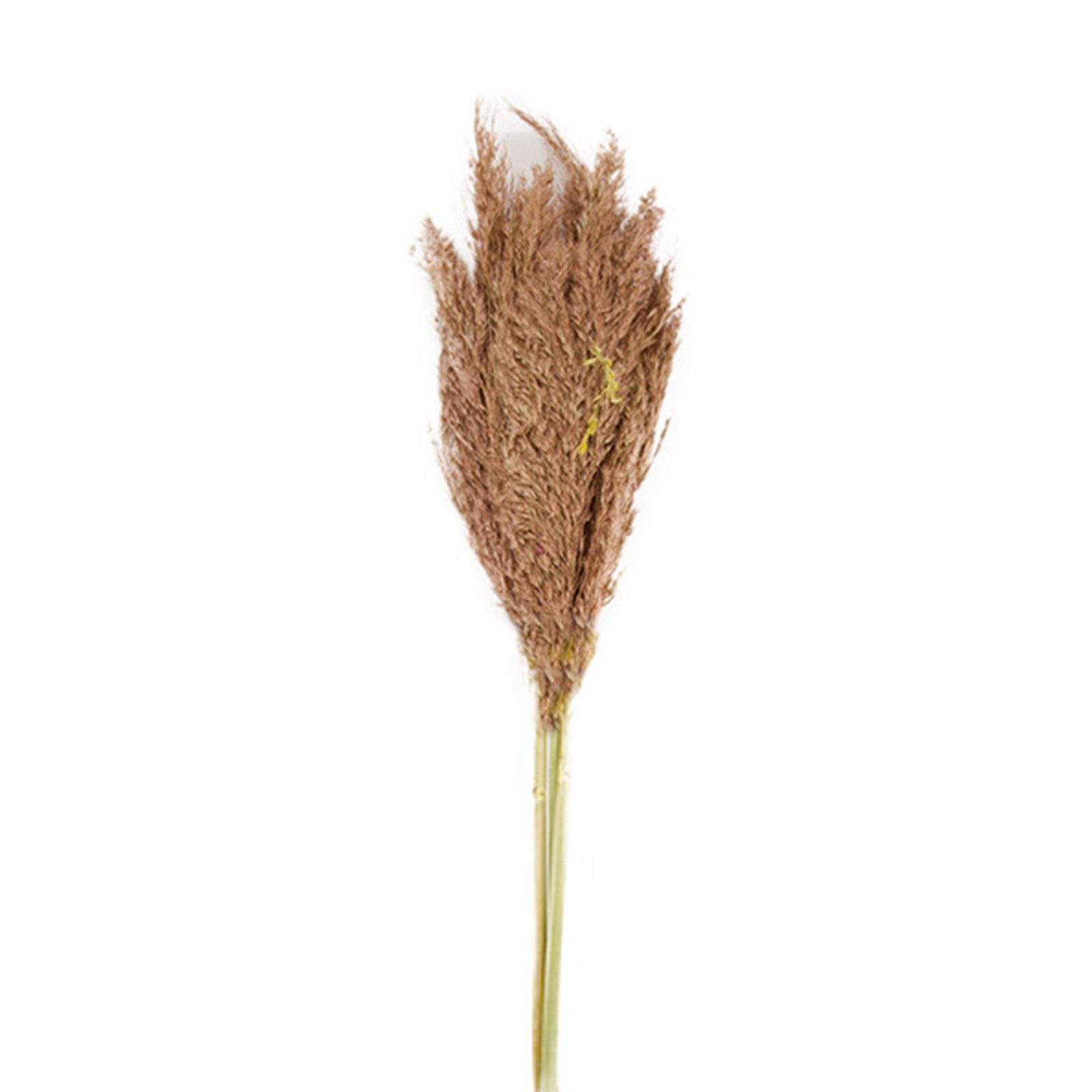 Trockenblume Pfahlrohr bronze - Wild reed plume - Arundo donax - 115 cm - 3 Stück, DIJK
