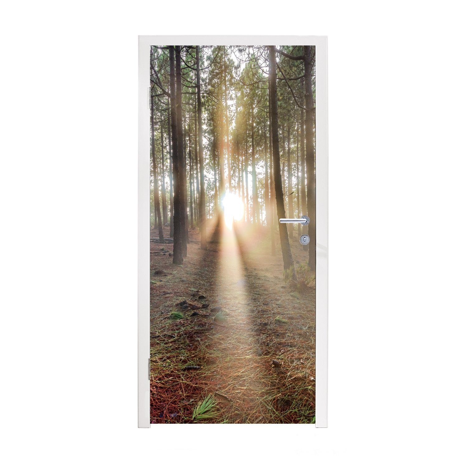 MuchoWow Türtapete Mehrere ausgewachsene Baumstämme im Wald, Matt, bedruckt, (1 St), Fototapete für Tür, Türaufkleber, 75x205 cm
