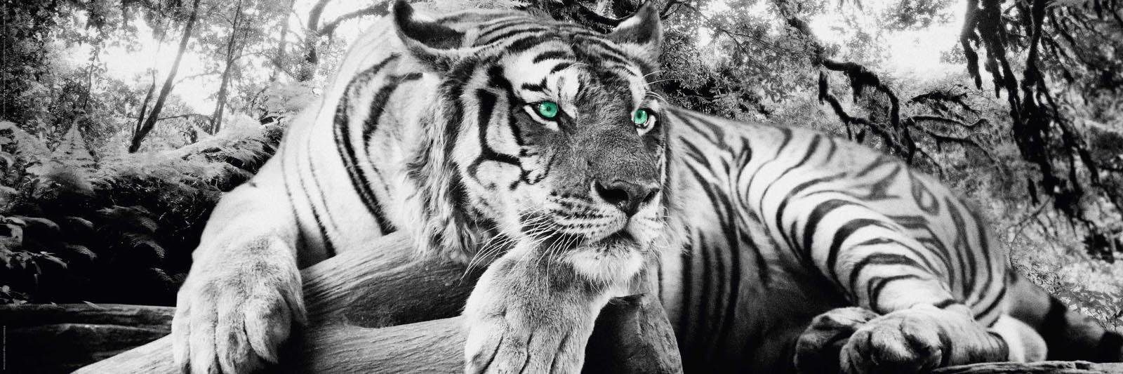 Home affaire Deco-Panel Tiger guckt dich an günstig online kaufen