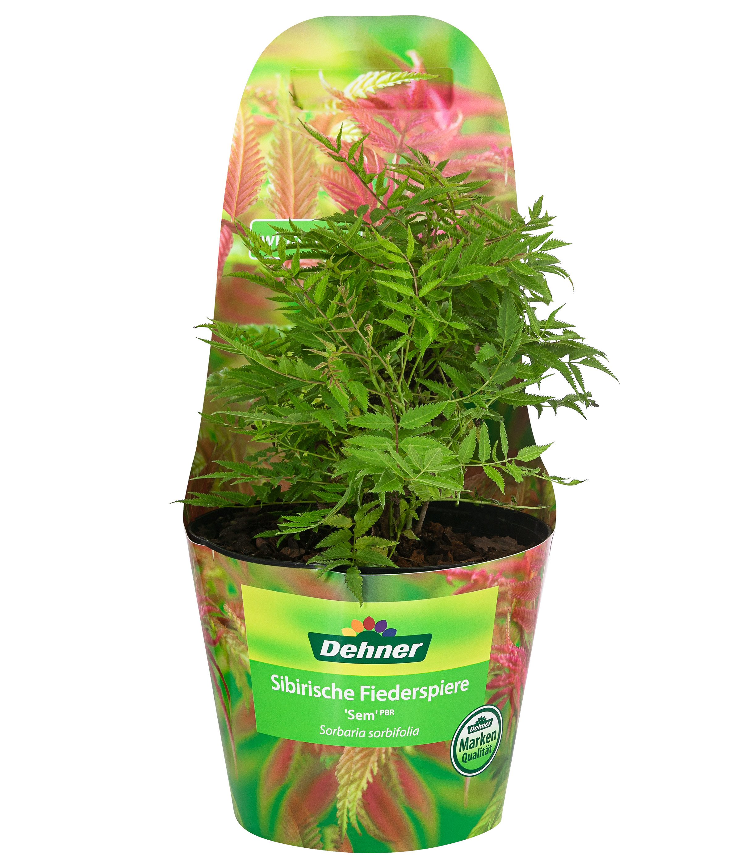 Dehner Zierstrauch Sibirische Fiederspiere Sem, farnartige Blätter, 25-35 cm, insektenfreundliche cremeweiße Blüten