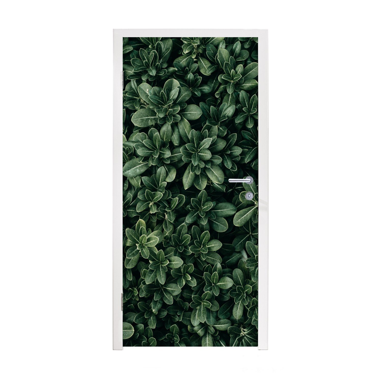 für Blätter Natur, 75x205 Türtapete Fototapete MuchoWow Türaufkleber, Matt, (1 cm - - Pflanzen bedruckt, St), Tür,