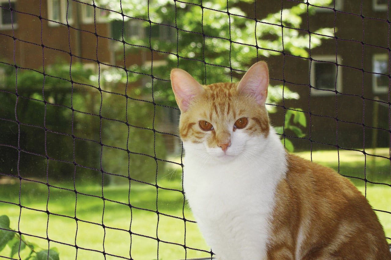 Nobby Schutznetz Nobby Katzenschutznetz schwarz Größe L 8 x 3 m