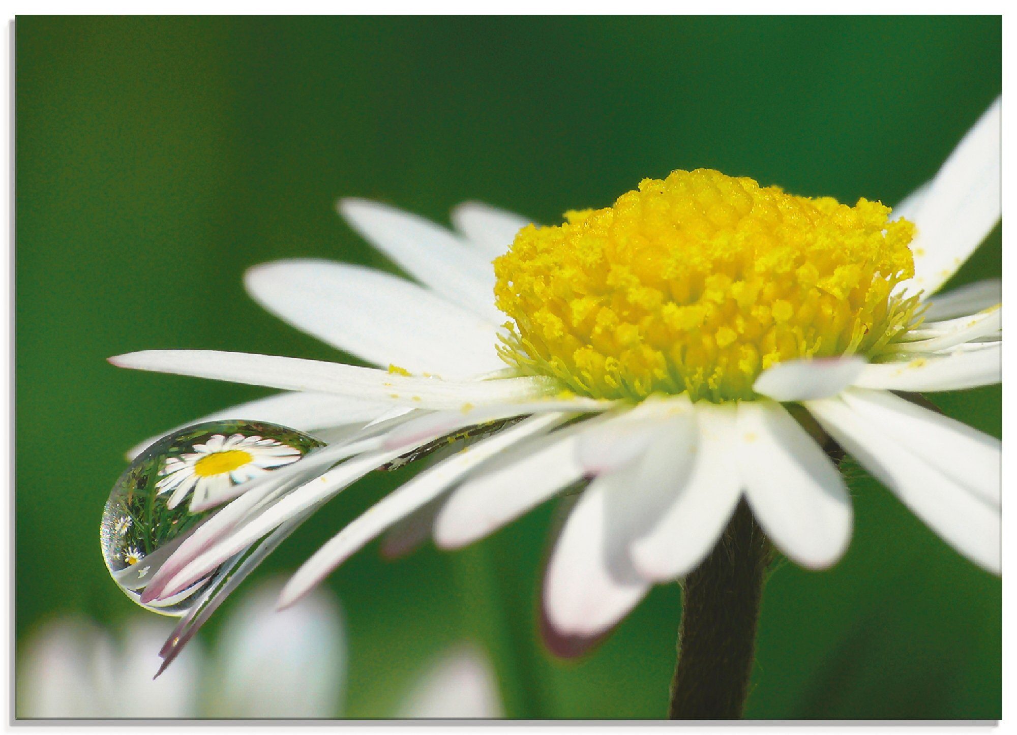 mit Wassertropfen, Glasbild Gänseblümchen in Blumen St), (1 Größen Artland verschiedenen