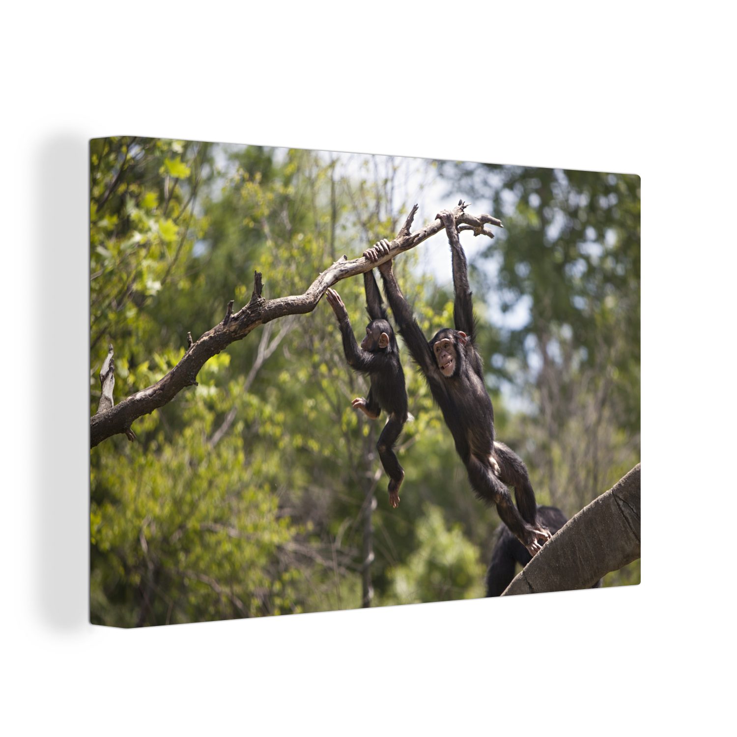 OneMillionCanvasses® Leinwandbild Zwei Schimpansen hängen an einem Ast, (1 St), Wandbild Leinwandbilder, Aufhängefertig, Wanddeko, 30x20 cm
